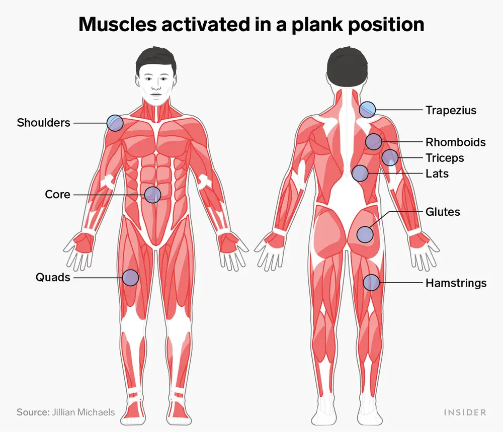 How Do Planks Help the Body